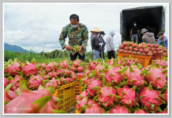 Huyện Hàm Thuận Nam nổi tiếng là "vương quốc thanh long" của tỉnh Bình Thuận