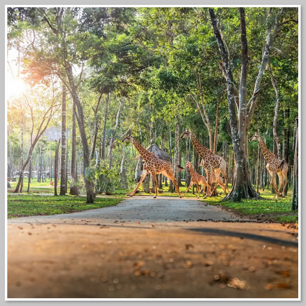 Safari Café & Zoo - địa điểm khám phá thiên nhiên hoang dã độc đáo tại Phan Thiết 